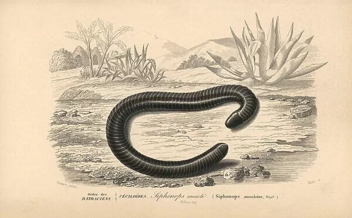 Worm illustration (photo: Dictionnaire Universel D’Histoire Naturelle).