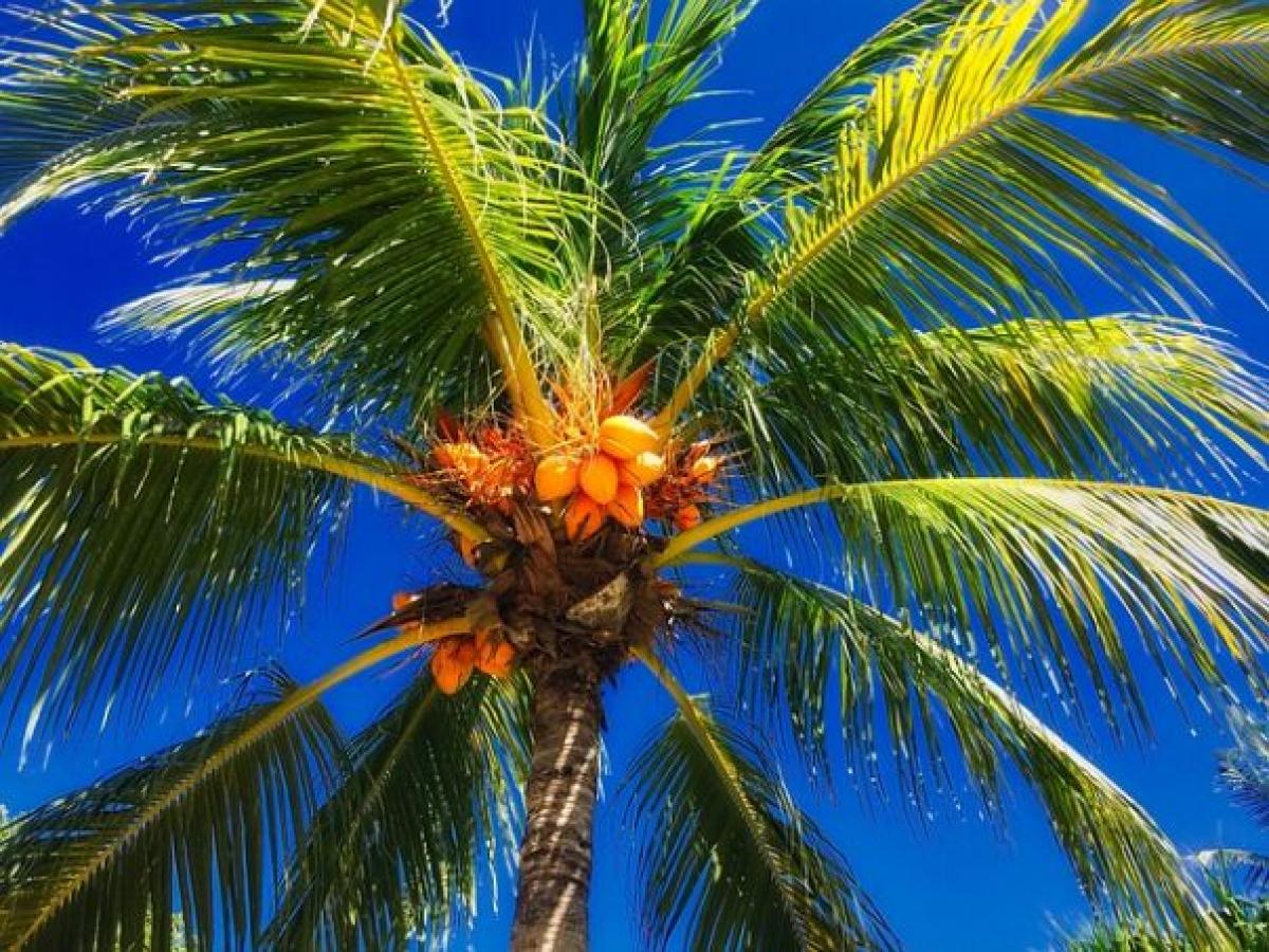 Popular source of exoticism: coconut palm (photo: Pixabay, 2016)