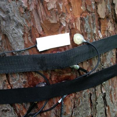 Sensoren messen unter anderem Ultraschallemissionen des Baumes. (Quelle: http://blog.zhdk.ch/marcusmaeder)