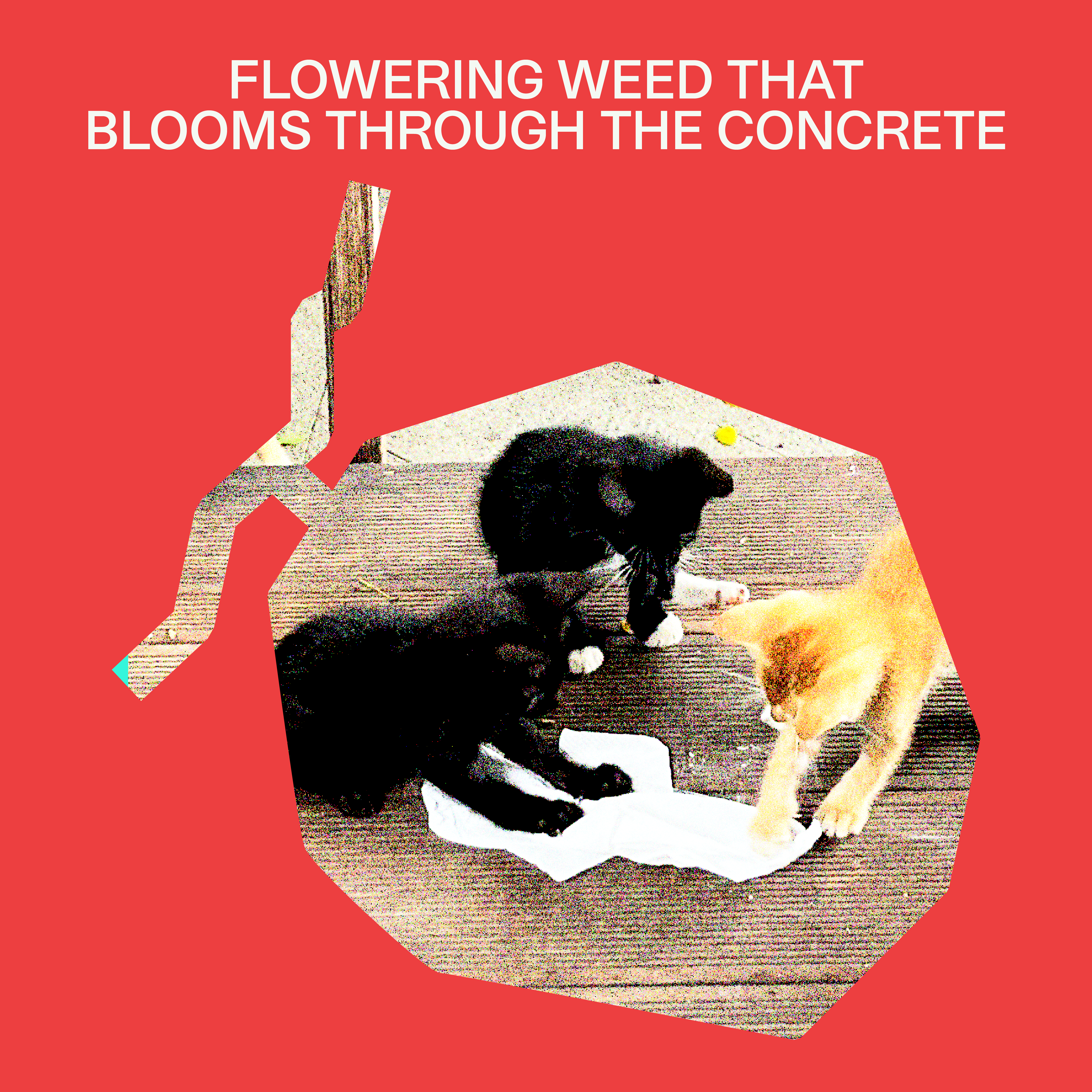 snap_dymussaga_blooming_through_concrete
