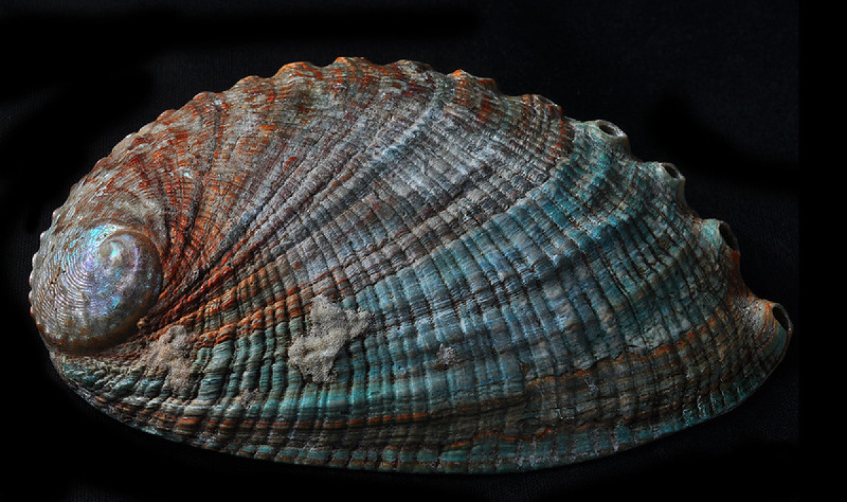 A spiral of memory, where surfaces carry hidden depths: Abalone Shell Exterior. (Photo: Bill Gracey/Flickr)