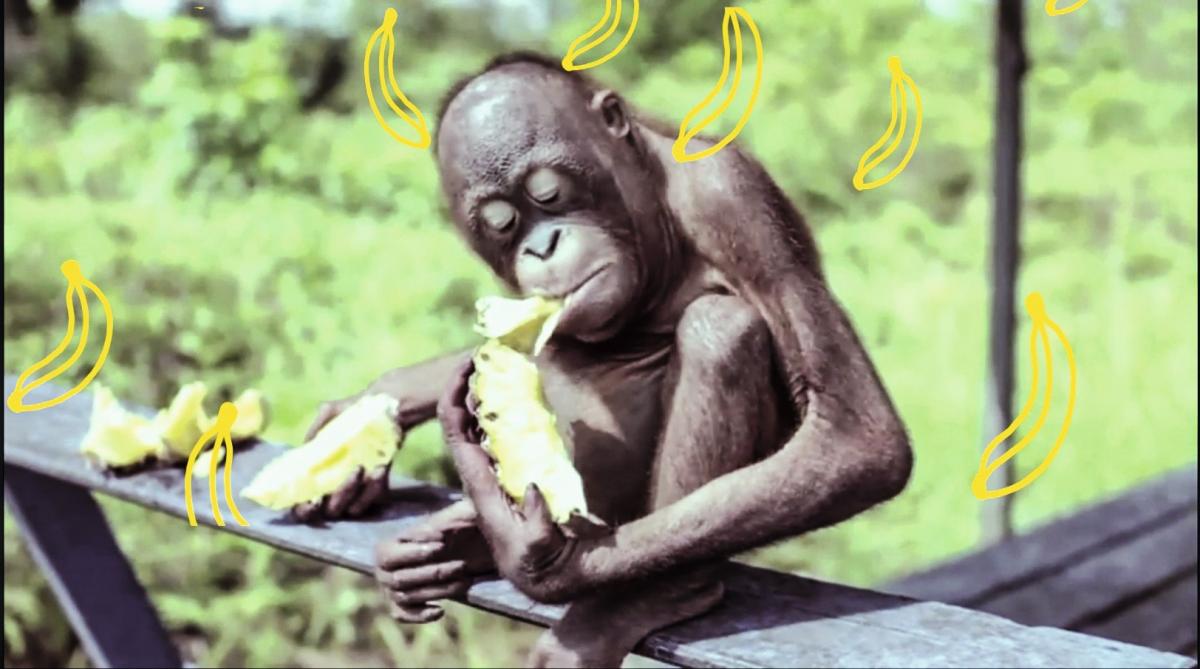 Filmstill: Karima 2G (Music and Video): «Orangutan» (Italy 2014)