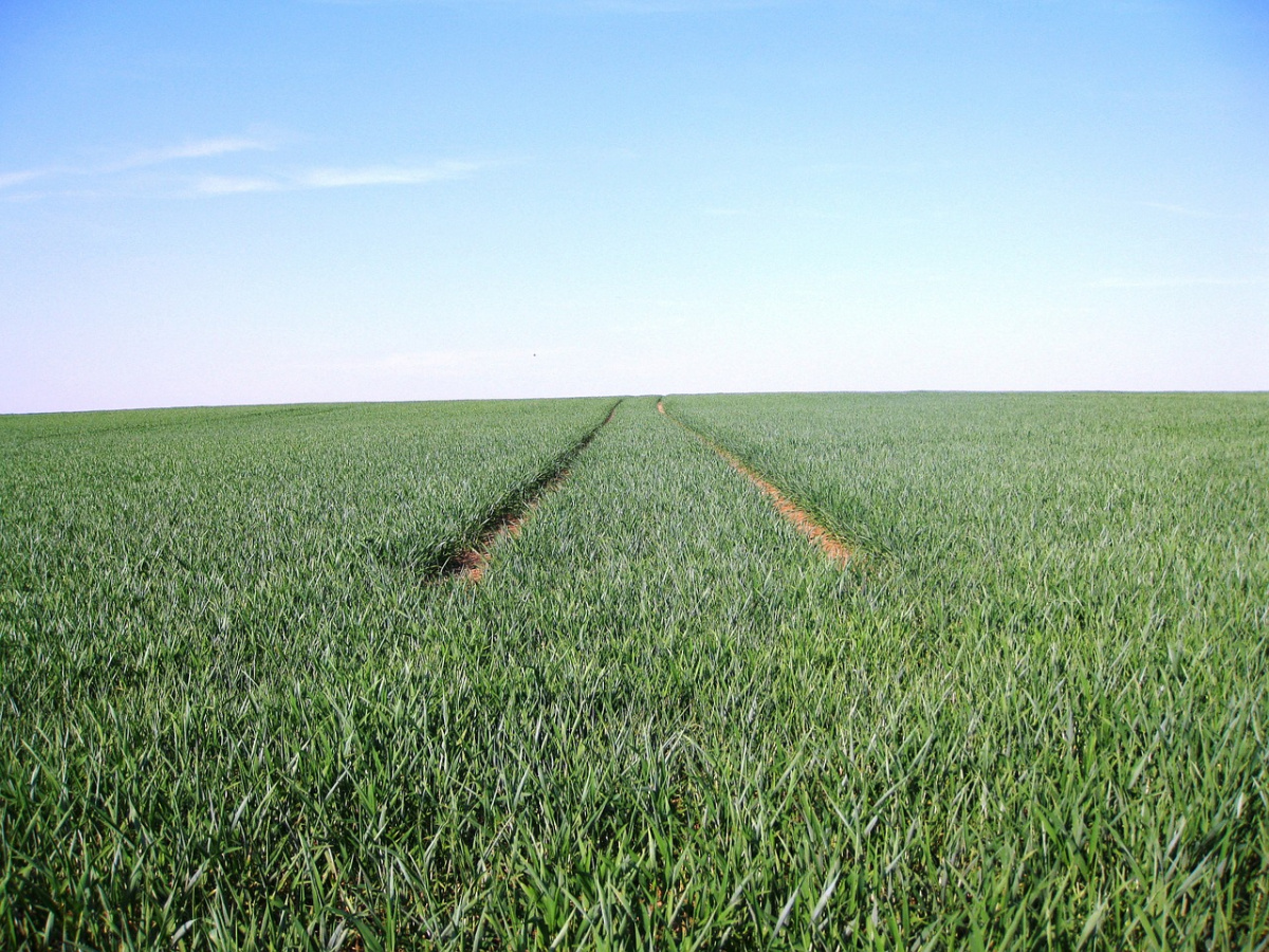 Monocultures are never really healthy: a plea for music curating beyond eurological thinking (photo: NatuerlichGut/Pixabay).