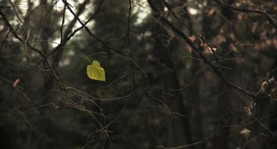 Filmstill: Unplugged (Serbien/Finnland 2013)