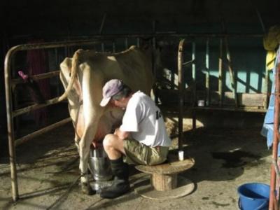 Hansjoerg Iten – Moses Iten’s father milking a cow