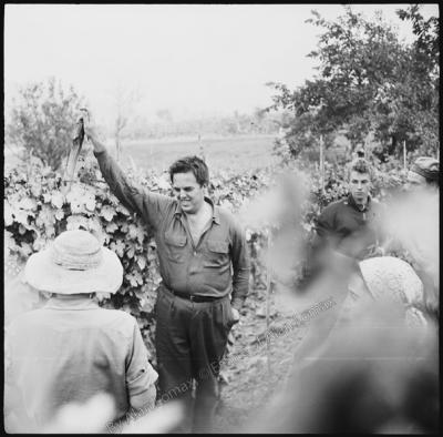 Alan Lomax with vendemia workers at the grape harvest, Moncalvo, Piemonte (Italy), 1954 (photo: Alan Lomax).